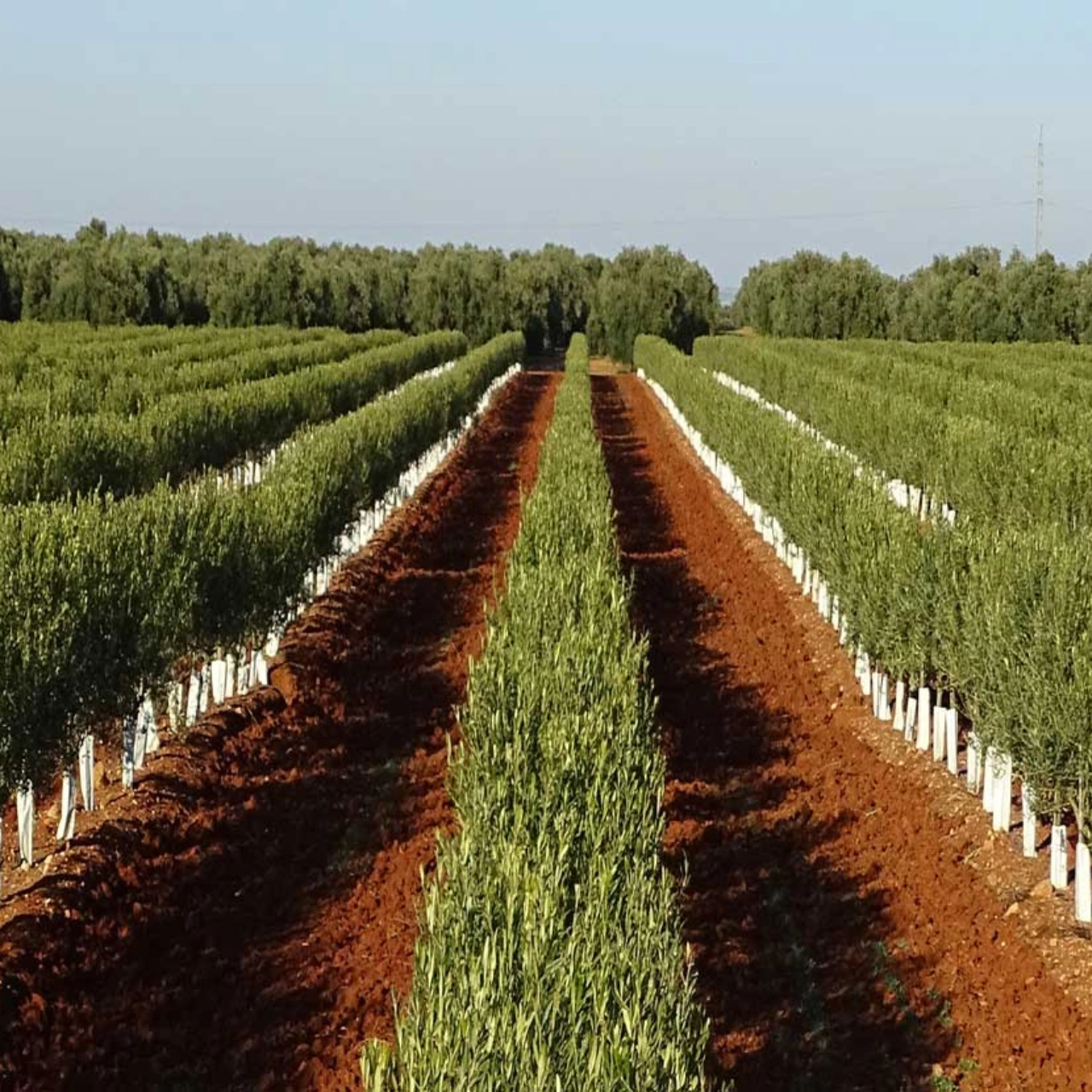 plantación de olivos plantación de olivos